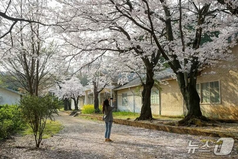 満開の桜に包まれた東海市・東部社宅の様子(c)news1