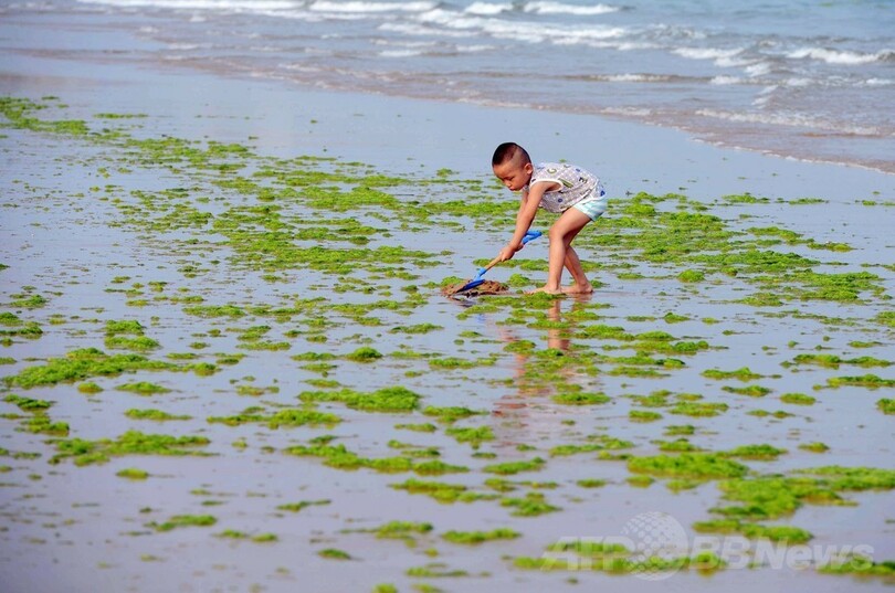 まるで芝生、海岸を埋め尽くす藻 中国