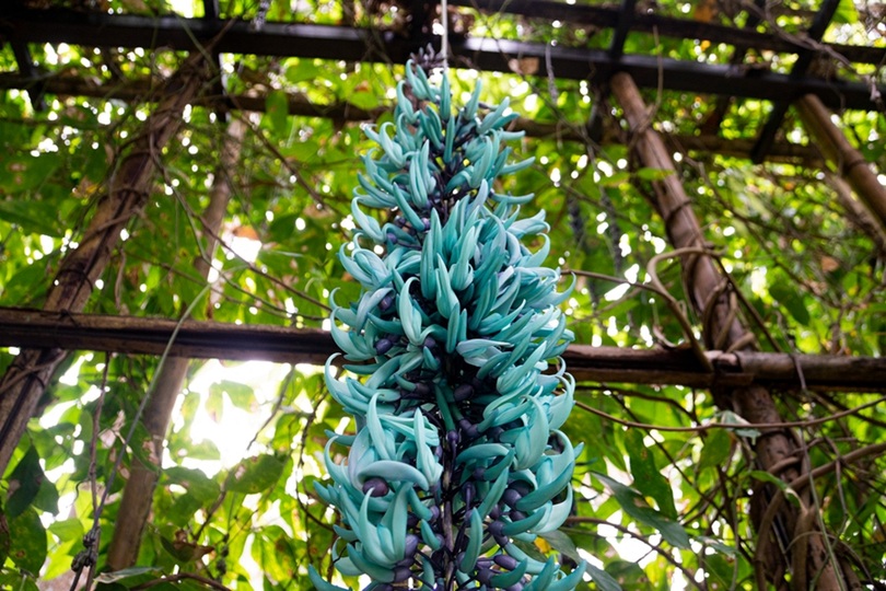 青緑色の神秘的な花 ヒスイカズラ が満開 雲南省 写真6枚 国際ニュース Afpbb News 青緑色の神秘的な花 ヒスイカズラ が満開 雲南省 写真6枚 国際ニュース Afpbb News