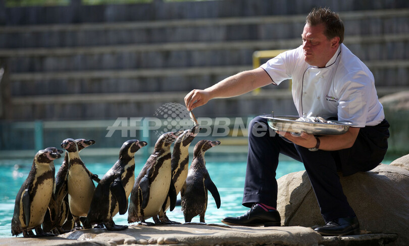 猛暑でも快適 プールで泳ぐペンギンたち 英ロンドン 写真5枚 国際ニュース Afpbb News