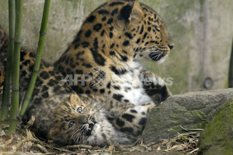 アムールヒョウの3つ子の赤ちゃん、フランス
