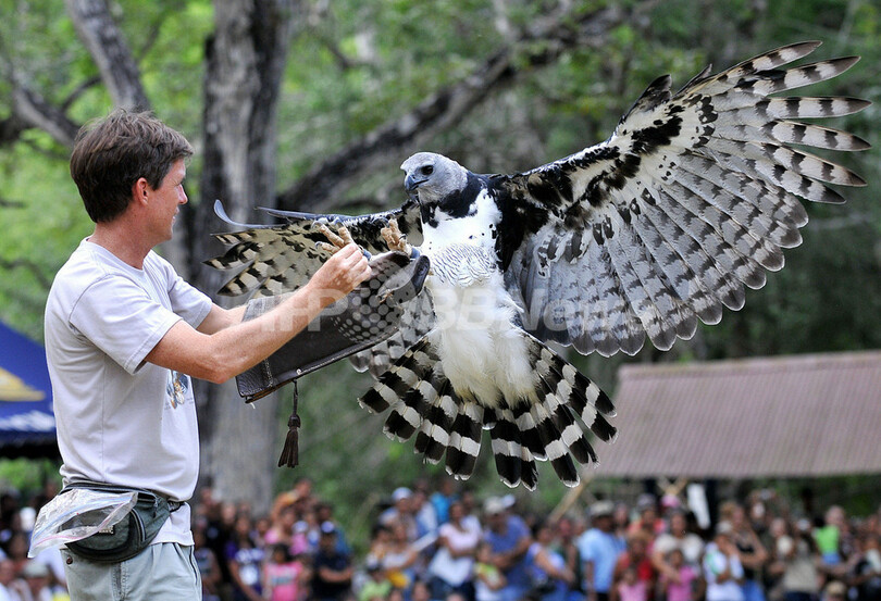 パナマの国鳥オウギワシ 密猟などにより絶滅危惧 写真6枚 国際ニュース Afpbb News
