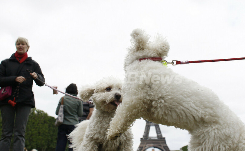 お目当ては犬ではなくペットシッター、パリの「ドッグデート」