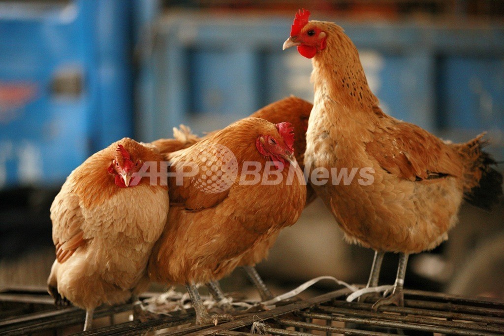 鳥インフルH7N9型で「ヒト・ヒト感染」を初確認か、中国研究チーム 鳥インフルH7N9型で「ヒト・ヒト感染」を初確認か、中国研究チーム