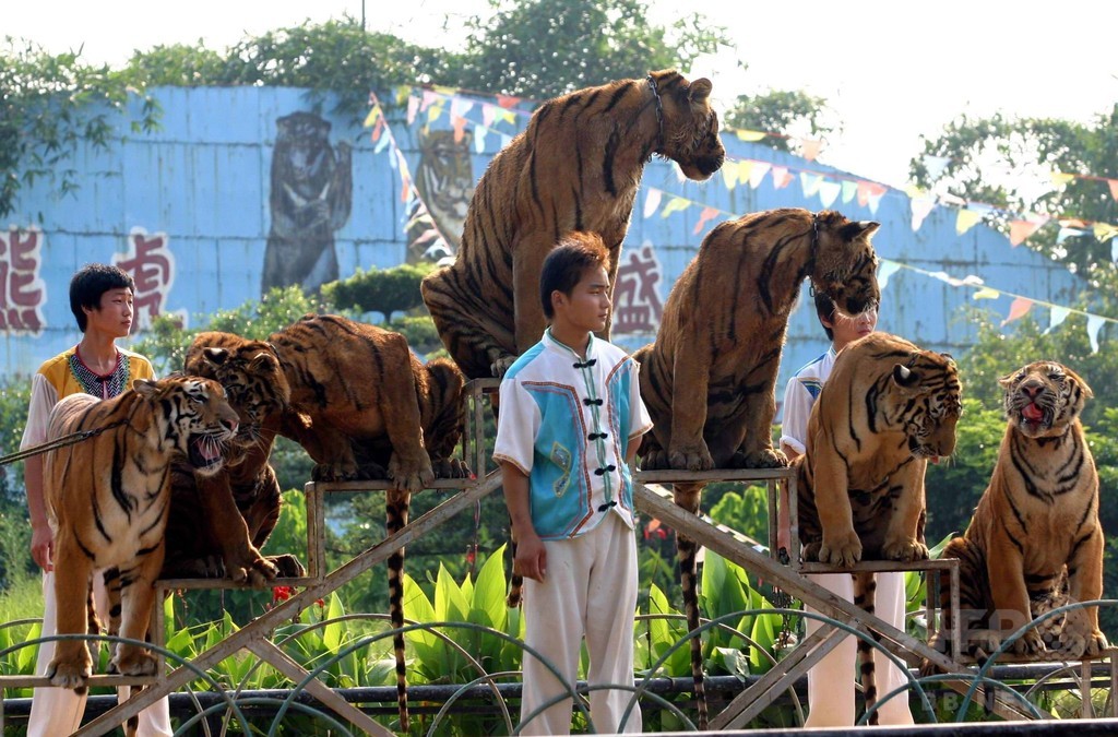 トラにかまれ飼育員死亡、遺族説明求める 中国 トラにかまれ飼育員死亡、遺族説明求める 中国