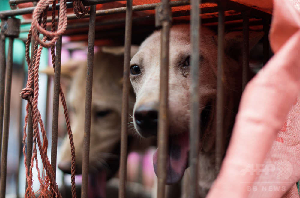 仏スーパー大手 中国の店舗で販売していた犬肉を撤去 写真1枚 国際ニュース Afpbb News
