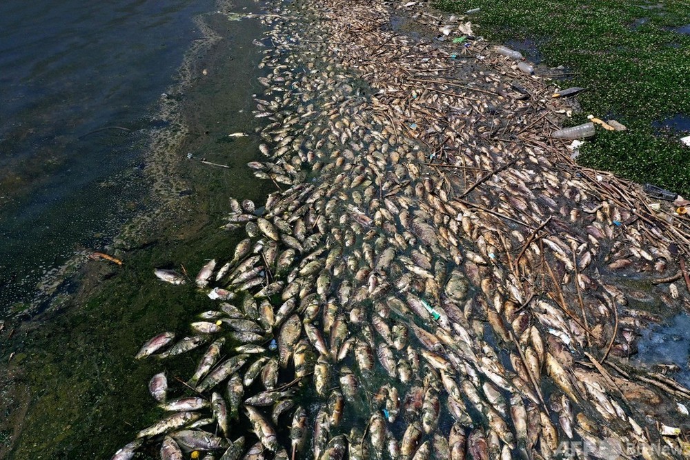 汚染貯水湖で魚大量死 数十トン分打ち上げられる レバノン 写真23枚 国際ニュース Afpbb News