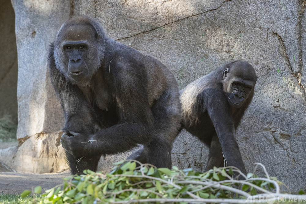 オランウータンとボノボにコロナワクチン 人間以外の霊長類で初 米 写真1枚 国際ニュース Afpbb News オランウータンとボノボにコロナワクチン 人間以外の霊長類で初 米 写真1枚 国際ニュース Afpbb News