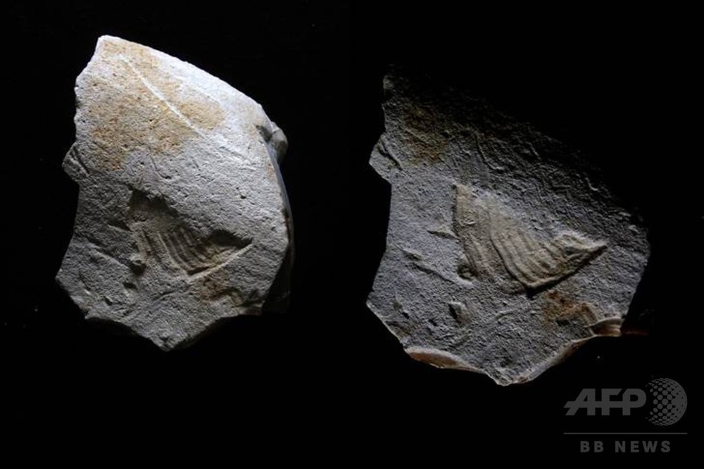 3万5000年前の石に「ツイッターの鳥」 仏で発見 写真1枚 国際ニュース
