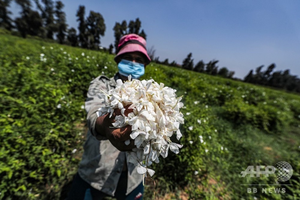 花摘み エジプトのジャスミン栽培支える深夜の花摘み、世界供給量の半分 写真