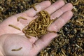 飼料用に生産されたミールワーム。仏中部サンティニャにある仏企業「アンベール」で（2020年5月27日撮影）。(c)Thierry Zoccolan / AFP