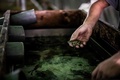 フランス・ピエールラットで育てられている食用ガエル（2020年9月30日撮影）。(c)JEFF PACHOUD / AFP