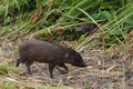 インド北東部のマナス国立公園で、野生に返されるコビトイノシシ（2021年6月26日撮影）。(c)Biju BORO / AFP