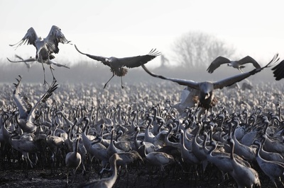 イスラエルの湖にツルの群れ、5万羽が越冬