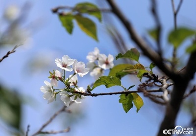 南京明孝陵、秋に咲く桜