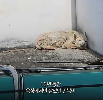 ソウルのガソリンスタンド屋上で13年過ごした犬、保護され芝生を踏む
