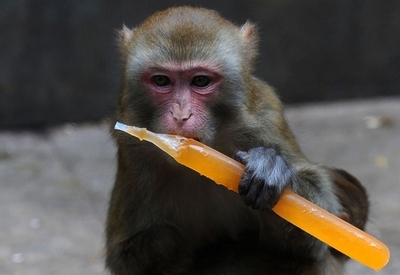 サルは自分のまねをする人に親しみを持つ、米伊研究