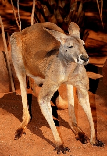 雪深い山里にカンガルー？宮城で目撃談相次ぐ