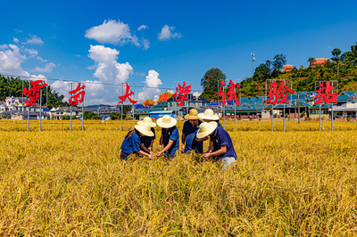 米科学誌「サイエンス」選定、今年の10大科学業績に中国の「多年生イネの品種の開発」