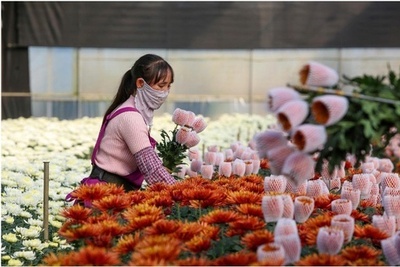 デジタル化は花卉産業に活力を与える 中国・雲南省