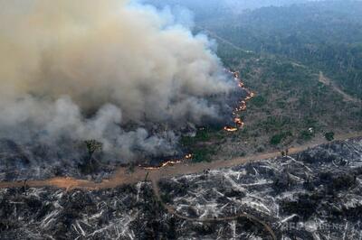 昨年の熱帯林消失面積、過去最大に 「赤信号」とシンクタンク警告