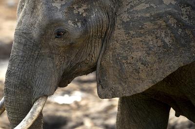 ジンバブエの森でゾウ12頭死ぬ、生息地の過密が原因か