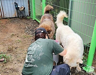捨て犬109匹の大移動…韓国・制度改正で揺れる民間保護施設の現実