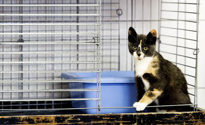 置いていかれたニャン…バカンスで施設に預けられたネコたち、オランダ