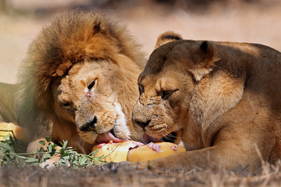 Zookeeper dies after apparent lion attack in Japan