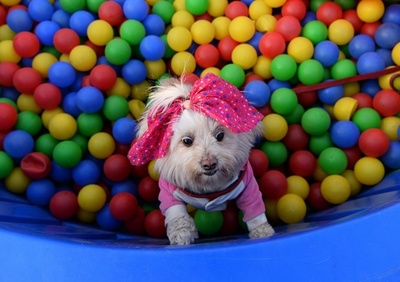 【写真特集】AFPが撮影した世界のどうぶつパラダイス2018 Part7