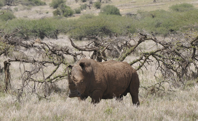 密猟対策でサイ全頭にマイクロチップ装着、ケニア