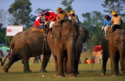 ゾウに乗ったポロ競技が人気 ネパールで国際大会