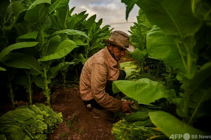 キューバ葉タバコ農家 制裁で危機的な減収
