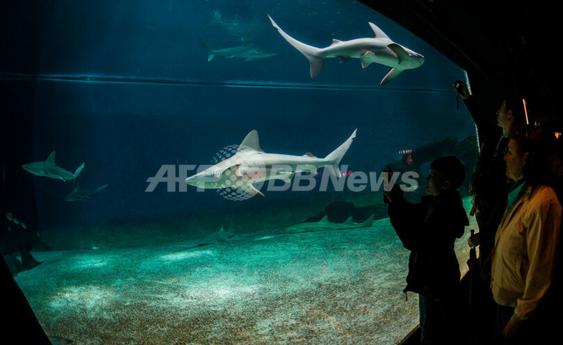 伊ジェノバの水族館