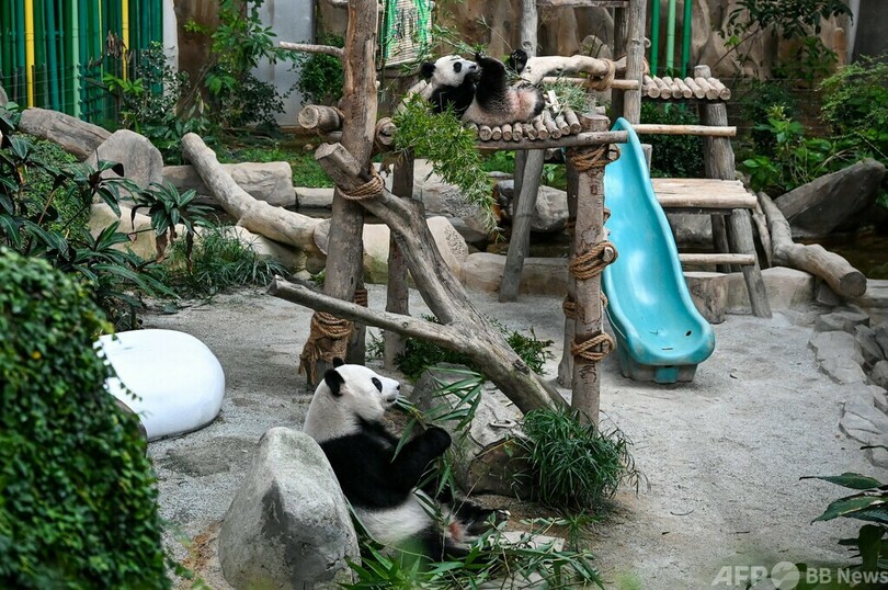 国立動物園の赤ちゃんパンダ、シェンイー マレーシア首都