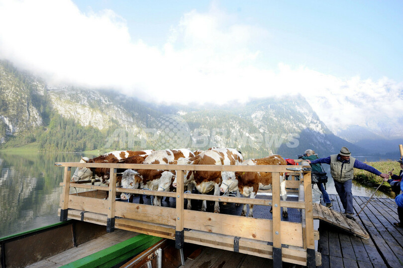 ひと夏越えて牛たちが山からの里帰り、ドイツ