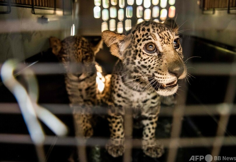動物園園長、密猟者から赤ちゃんジャガー2匹救出 ニカラグア