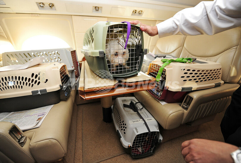 空飛ぶチワワたち、第2の人生は幸せに！