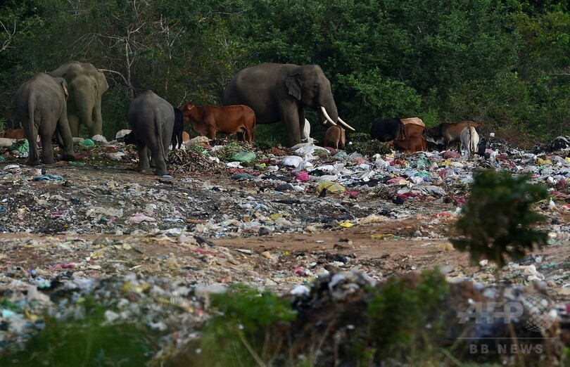 ごみをあさる野生のゾウ、後を絶たない不法投棄