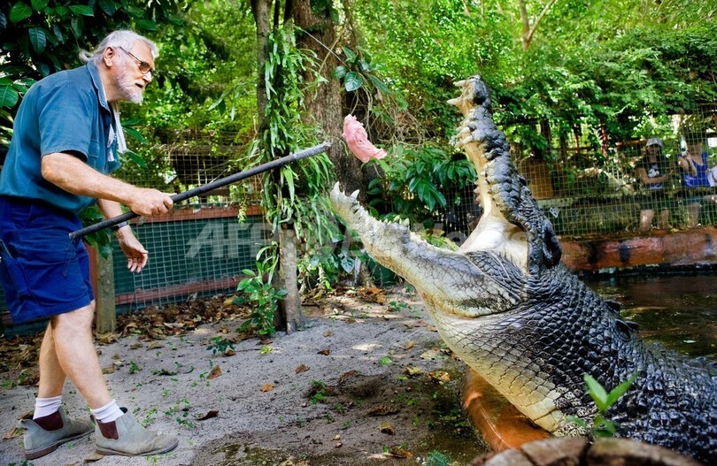 世界最大のワニ、豪州のカシウスが王座返り咲き