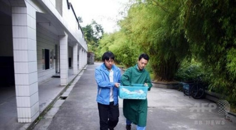 世界初、野生パンダと飼育パンダ自然交配の赤ちゃんが誕生　四川