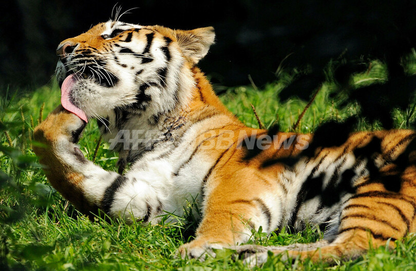 ドイツ、ミュンヘン動物園のシベリアトラ