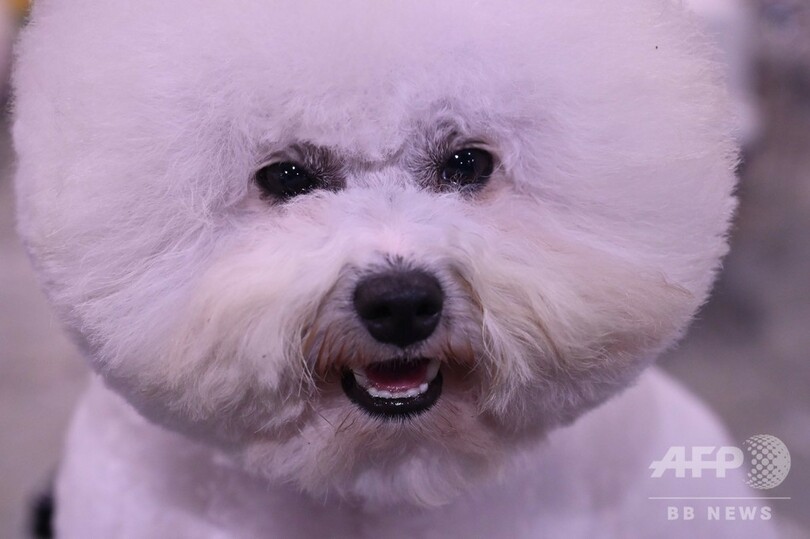 中国で「ワールド・ドッグ・ショー」初開催 犬肉消費に非難の声も