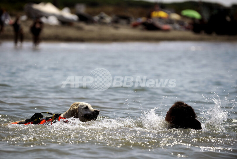 今年も人命救助に大活躍、イタリアのライフセーバー犬