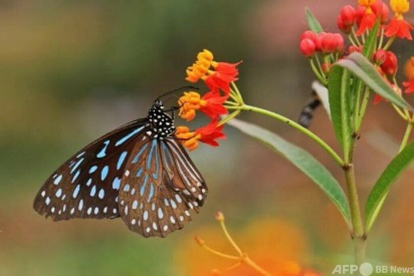 雲南省の「チョウの谷」では自然保護と経済発展が両立