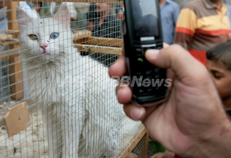 ロシアの矯正施設で携帯電話の運び屋捕まる、正体はネコ