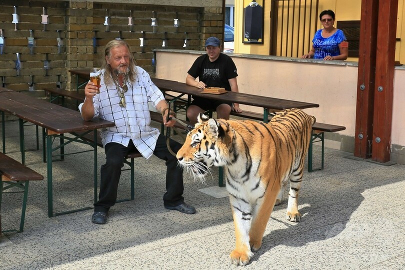 散歩のお供はトラ、チェコ