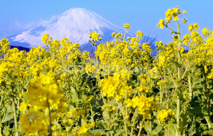 今が見ごろ、菜の花越しに望む富士山 吾妻山公園