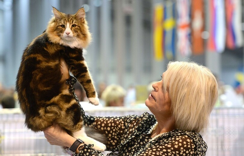 美しい猫ばかり、プラハで国際キャットショー