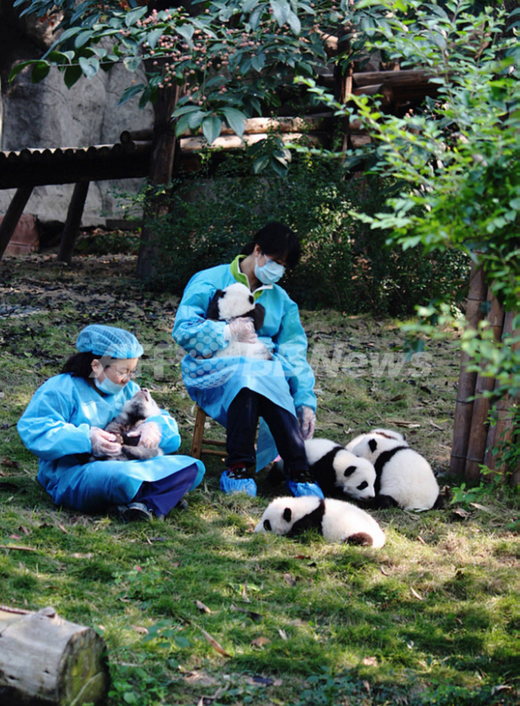 端午節で大人気、中国・成都の赤ちゃんパンダ